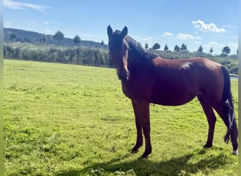 German Riding Pony, Mare, 3 years, 14,1 hh, Brown