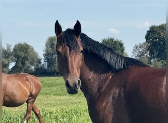 German Riding Pony, Mare, 3 years, 14,1 hh, Brown