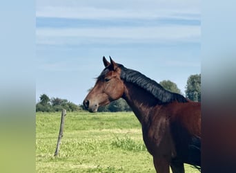 German Riding Pony, Mare, 3 years, 14,1 hh, Brown
