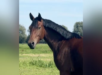German Riding Pony, Mare, 3 years, 14,1 hh, Brown