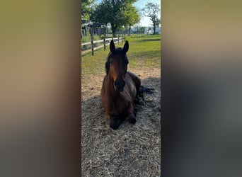 German Riding Pony, Mare, 3 years, 14,1 hh, Brown