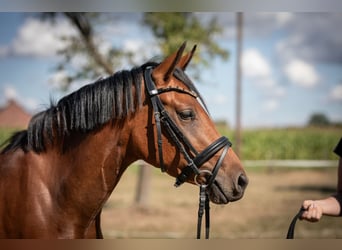 German Riding Pony, Mare, 3 years, 14,1 hh, Brown