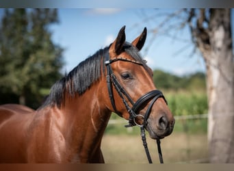 German Riding Pony, Mare, 3 years, 14,1 hh, Brown