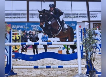 German Riding Pony, Mare, 3 years, 14,1 hh, Brown