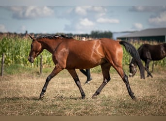 German Riding Pony, Mare, 3 years, 14,1 hh, Brown