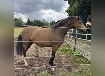 German Riding Pony, Mare, 3 years, 14,1 hh, Buckskin