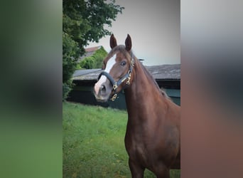German Riding Pony, Mare, 3 years, 14,1 hh, Chestnut