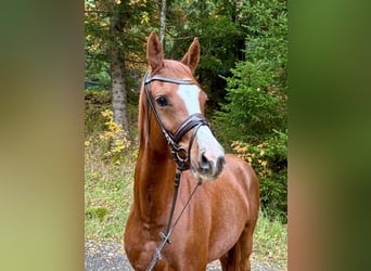German Riding Pony, Mare, 3 years, 14,1 hh, Chestnut-Red