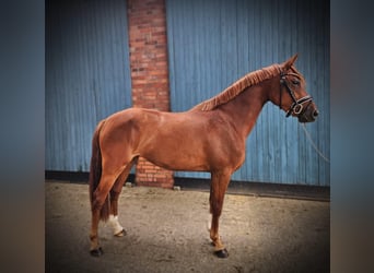 German Riding Pony, Mare, 3 years, 14,1 hh, Chestnut-Red