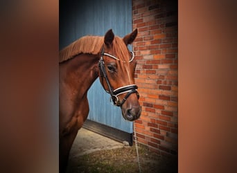 German Riding Pony, Mare, 3 years, 14,1 hh, Chestnut-Red