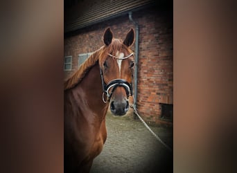 German Riding Pony, Mare, 3 years, 14,1 hh, Chestnut-Red