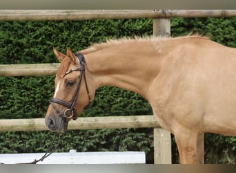 German Riding Pony, Mare, 3 years, 14,1 hh, Chestnut-Red