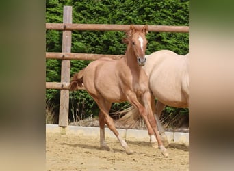 German Riding Pony, Mare, 3 years, 14,1 hh, Chestnut-Red