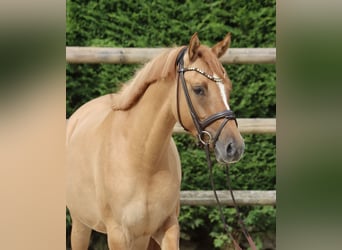German Riding Pony, Mare, 3 years, 14,1 hh, Chestnut-Red