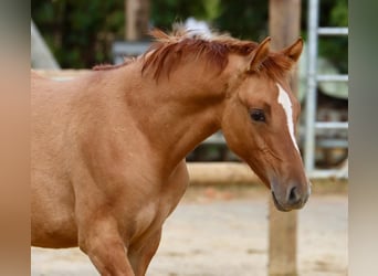 German Riding Pony, Mare, 3 years, 14,1 hh, Chestnut-Red