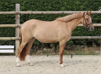 German Riding Pony, Mare, 3 years, 14,1 hh, Chestnut-Red