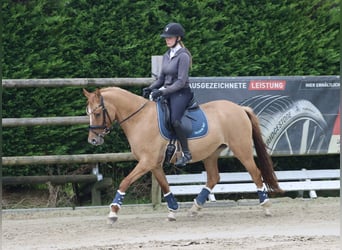 German Riding Pony, Mare, 3 years, 14,1 hh, Chestnut-Red