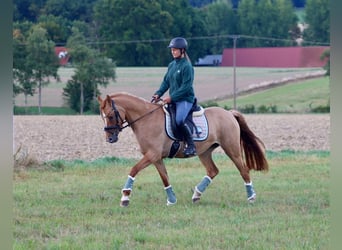 German Riding Pony, Mare, 3 years, 14,1 hh, Chestnut-Red