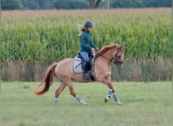 German Riding Pony, Mare, 3 years, 14,1 hh, Chestnut-Red
