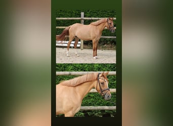 German Riding Pony, Mare, 3 years, 14,1 hh, Chestnut-Red