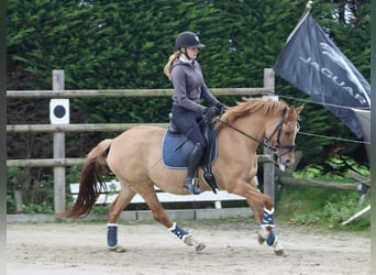 German Riding Pony, Mare, 3 years, 14,1 hh, Chestnut-Red