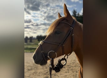 German Riding Pony Mix, Mare, 3 years, 14,1 hh, Chestnut-Red