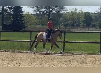 German Riding Pony, Mare, 3 years, 14,1 hh, Dun