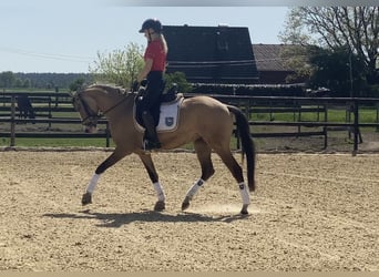 German Riding Pony, Mare, 3 years, 14,1 hh, Dun
