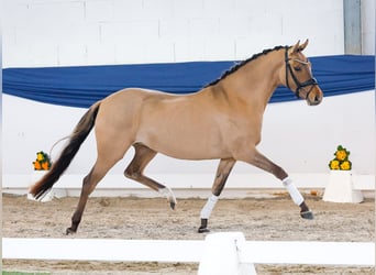 German Riding Pony, Mare, 3 years, 14,1 hh, Dun