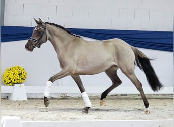 German Riding Pony, Mare, 3 years, 14,1 hh, Dun