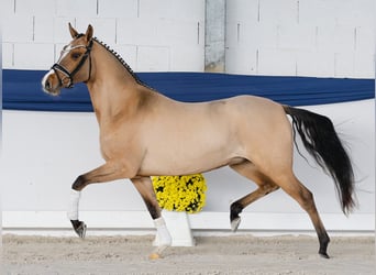 German Riding Pony, Mare, 3 years, 14,1 hh, Dun