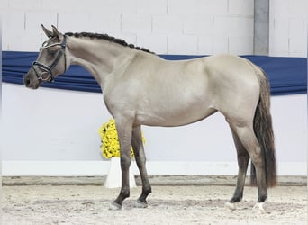 German Riding Pony, Mare, 3 years, 14,1 hh, Dun