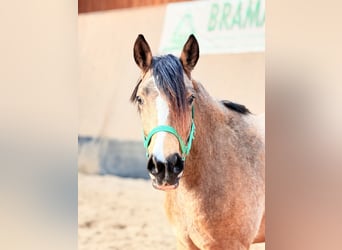 German Riding Pony, Mare, 3 years, 14,1 hh, Dun