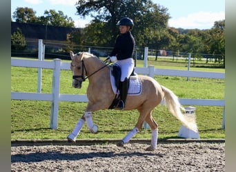 German Riding Pony, Mare, 3 years, 14,1 hh, Palomino