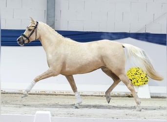 German Riding Pony, Mare, 3 years, 14,1 hh, Palomino