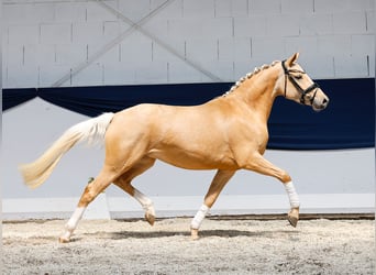 German Riding Pony, Mare, 3 years, 14,1 hh, Palomino
