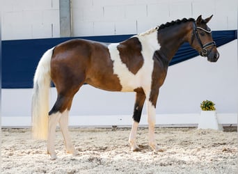 German Riding Pony, Mare, 3 years, 14,1 hh, Pinto