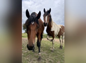 German Riding Pony, Mare, 3 years, 14,1 hh, Pinto