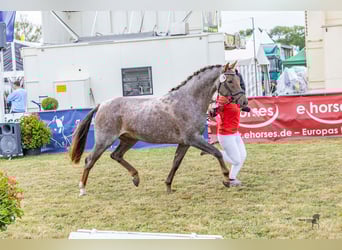 German Riding Pony, Mare, 3 years, 14,1 hh, Roan-Red