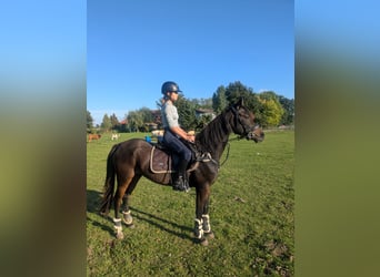 German Riding Pony Mix, Mare, 3 years, 14,2 hh, Bay-Dark