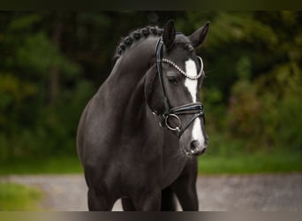 German Riding Pony, Mare, 3 years, 14,2 hh, Black