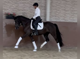 German Riding Pony, Mare, 3 years, 14,2 hh, Black