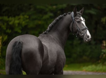 German Riding Pony, Mare, 3 years, 14,2 hh, Black