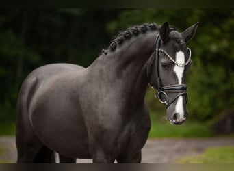 German Riding Pony, Mare, 3 years, 14,2 hh, Black