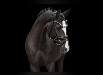 German Riding Pony, Mare, 3 years, 14,2 hh, Black