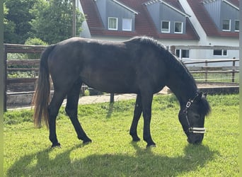 German Riding Pony Mix, Mare, 3 years, 14,2 hh, Black