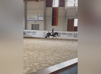 German Riding Pony, Mare, 3 years, 14,2 hh, Brown
