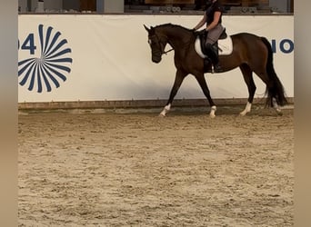 German Riding Pony, Mare, 3 years, 14,2 hh, Brown