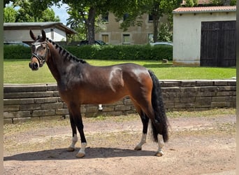 German Riding Pony, Mare, 3 years, 14,2 hh, Brown