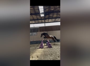 German Riding Pony, Mare, 3 years, 14,2 hh, Brown